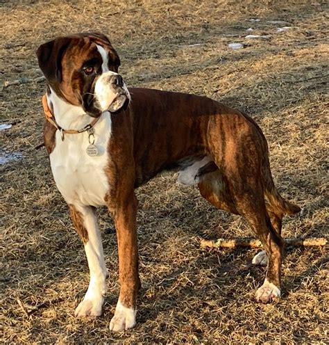 boxer puppies maine|boxer puppies portland maine.